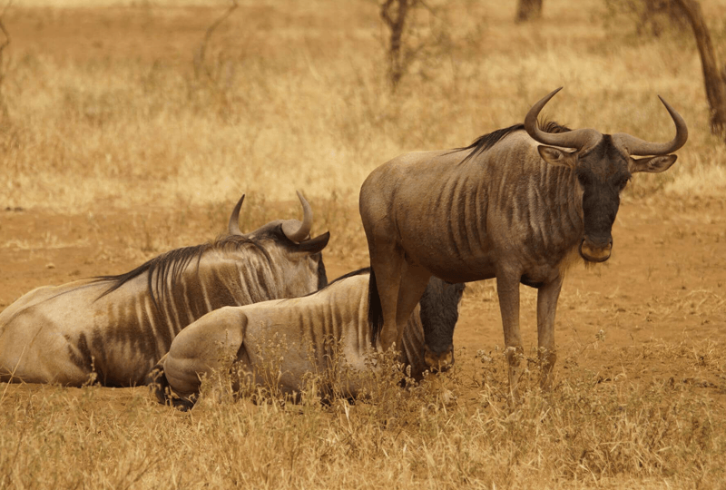 Kenia Safari