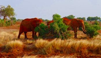 3 Tage/2 Nächte Tsavo Jeep-Safari