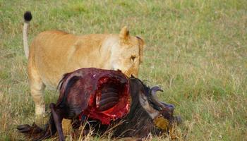 3 Tage/2 Nächte Masai Mara Oloshaiki Camp Safari