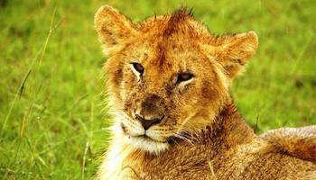 4 Tage/3 Nächte Safari Masai Mara Pur