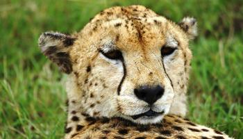 4 Tage/3 Nächte Safari Masai Mara Pur