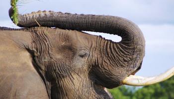 4 Tage/3 Nächte Safari Masai Mara Pur