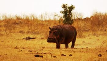 3 Tage/2 Nächte Tsavo Jeep-Safari