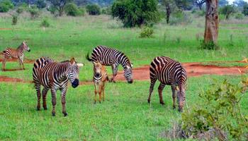 3 Tage/2 Nächte Salt Lick und Sentrim Jeep Safari